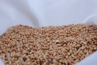 Ücretsiz Ata Tohumları Çiftçilere Ulaşıyor