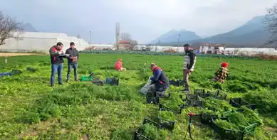 Pestisit Denetimleri Başladı: Üreticiler Uyarıldı