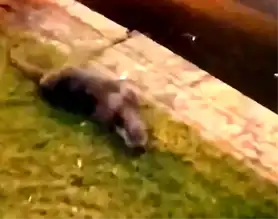 Eskişehir Porsuk Çayı'nda Su Samuru Görüntülendi