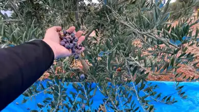 Soğukta Zeytin Hasadı: Eskişehir'de İlk Verim