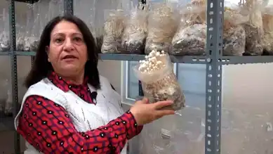 ESOGÜ'de Enoki Mantarı Yetiştiriciliği Araştırması