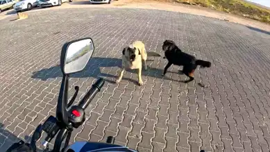 Eskişehir'de Motosikletçi, Köpeklerden Kaçtı!