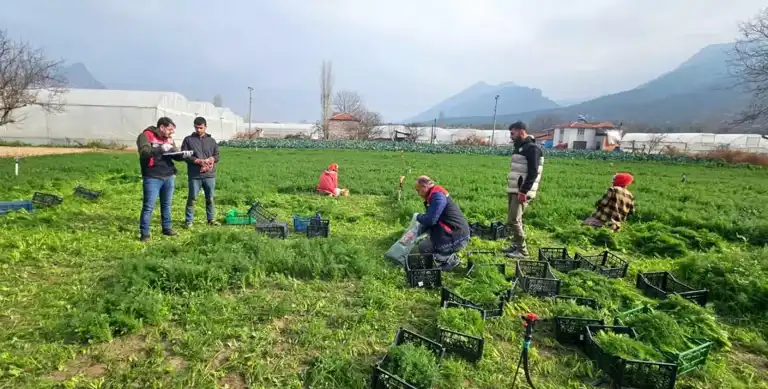 Pestisit Denetimleri Başladı: Üreticiler Uyarıldı