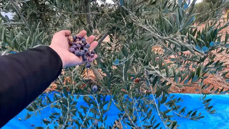 Soğukta Zeytin Hasadı: Eskişehir'de İlk Verim