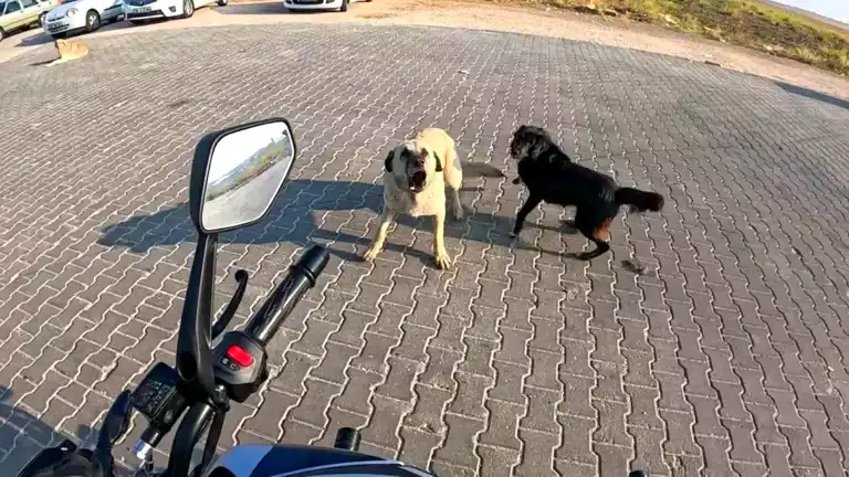 Eskişehir'de Motosikletçi, Köpeklerden Kaçtı!